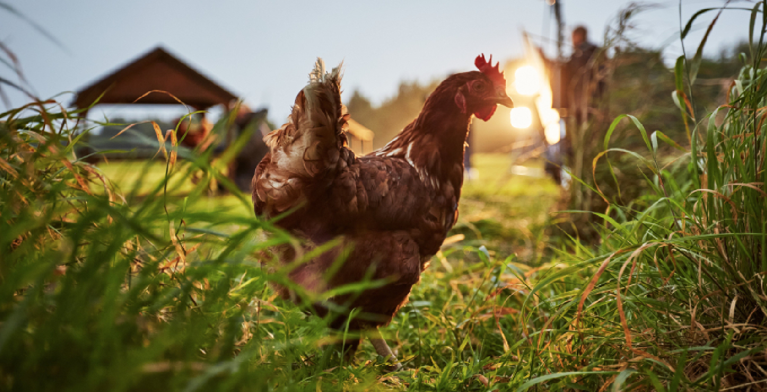 Live & Breathe launches the happy egg co.’s 2025 campaign