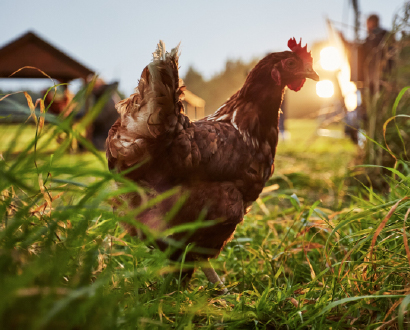 Live & Breathe launches the happy egg co.’s 2025 campaign